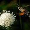 Dlouhozobka svizelova - Macroglossum stellatarum - Hummingbird hawk-moth 3550